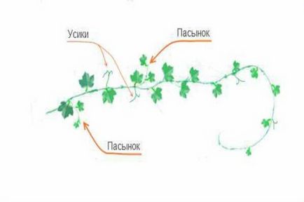 Как да расте пъпеш - тайните на получаване на добра реколта