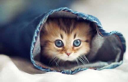 Как да донесе коте (повишаване) Как да се повиши коте