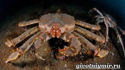 Крал раци (цар раци. Lifestyle и местообитанието на червения цар раци) голямо раковидно