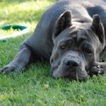 Тръстика Corso куче снимка, цена, описание порода, характер, видео - моят пазител