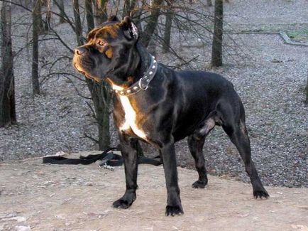 Тръстика Corso куче снимка, цена, описание порода, характер, видео - моят пазител