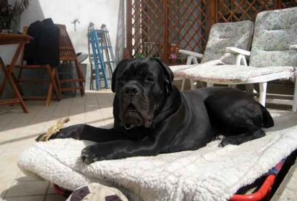 Тръстика Corso описание порода, Cane Corso куче със снимки и видео