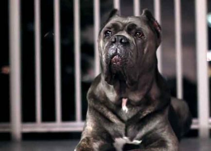 Тръстика Corso описание порода, Cane Corso куче със снимки и видео