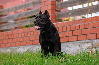 Тръстика Corso описание порода, куче характер, грижи, обучение, снимки, кученца цена