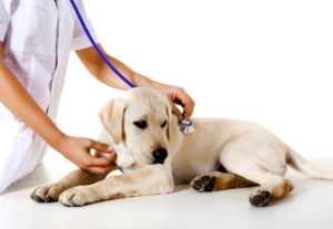 кучета Кастрация конкретна процедура грижи след операция