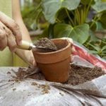 Саксийни цветя как да се грижи (грижи) Саксийни цветя Как да се грижим