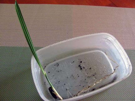 Саксийни растения, отгледани от семена (цветя) Саксийни растения, отгледани от семена
