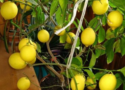 Вътрешен лимон - грижи у дома