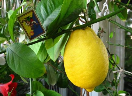 Вътрешен лимон - грижи у дома