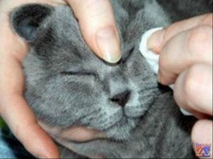 Конюнктивит при котки и котенца - причини, симптоми и лечение