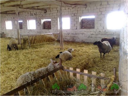 Хранене, развъждането и отглеждането на овце и агнета в дома табла със снимки и видео