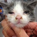 Koronovirusnaya инфекция в лечението котки, диагностика, дали за опасни хора за лечение на анализ