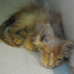 Koronovirusnaya инфекция в лечението котки, диагностика, дали за опасни хора за лечение на анализ
