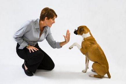 методи за обучение на кучета поведение на корекция