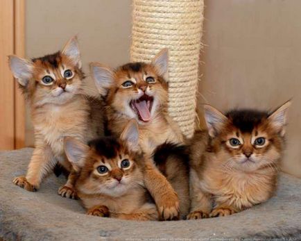 Cat снимка Сомалия (Сомалия) Сомалийски котка снимка