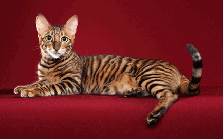 Котки тигри - Вид и снимки