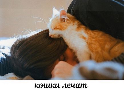 Koshkoterapiya знам как лечение на котки