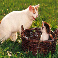 Котка и коте - световен котка