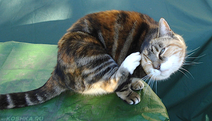 Кожни заболявания на котки и техните симптоми, лечение и снимки