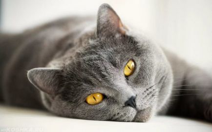 Кожни заболявания на котки и техните симптоми, лечение и снимки