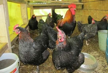 Maran пилета се размножават описание, видове и снимки