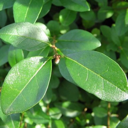 Храст Ligustrum папрат снимка, засаждане и грижи, сортове