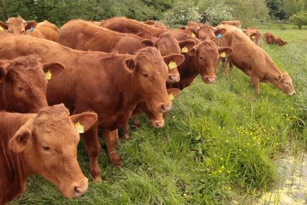 Лечение на пареза в крави симптоми, превенция