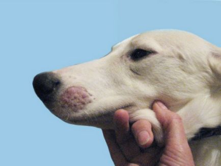 Тения в кучета симптоми, как да се отнасяме, фото и видео