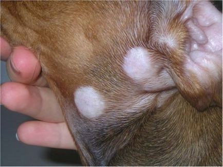 Тения в кучета симптоми, как да се отнасяме, фото и видео