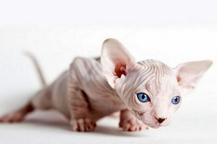 Hairless котки история на външен вид, порода и грижа