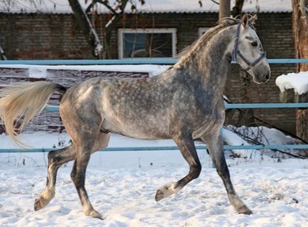 Конна в ябълките - моят кон