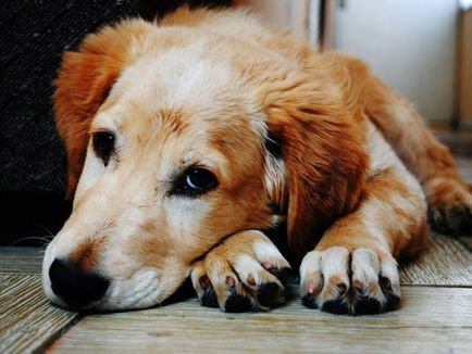Мастит при кучета, лекувани в домашни условия