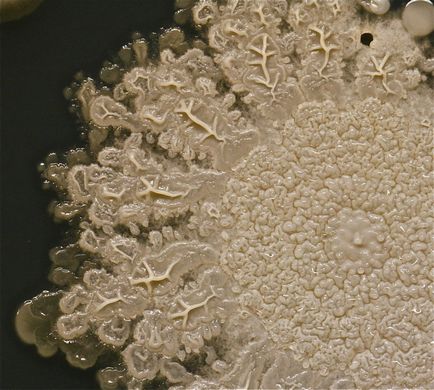 Микробите, които се наблюдават, бактериите по ръцете си (снимка)
