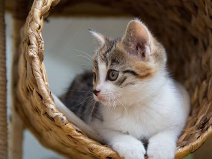 Wet носа на норма котка или патология (в норма) Wet носа на норма котка или патология