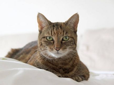 Wet носа на котка норма или патология (котка) Wet носа на норма котка или патология