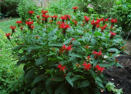 Monarda - най-важното нещо за сортовете растения, които растат от семена, засаждане и грижи в открит терен (семена) Monarda - най-важното нещо за сортовете растения, които растат от семена, засаждане и грижи в открито поле