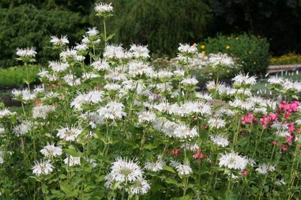 Monarda - най-важното нещо за сортовете растения, които растат от семена, засаждане и грижи в открито поле (Monarda растение) Monarda - най-важното нещо за сортовете растения, които растат от семена, засаждане и грижи в открито поле