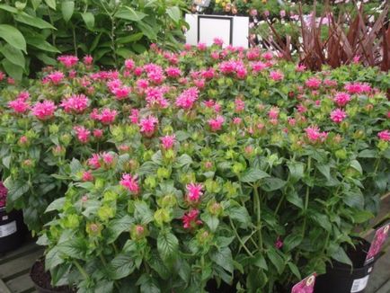 Monarda - най-важното нещо за сортовете растения, които растат от семена, засаждане и грижи в открито поле (отглеждане) Monarda - най-важното нещо за сортовете растения, които растат от семена, засаждане и грижи в открито поле