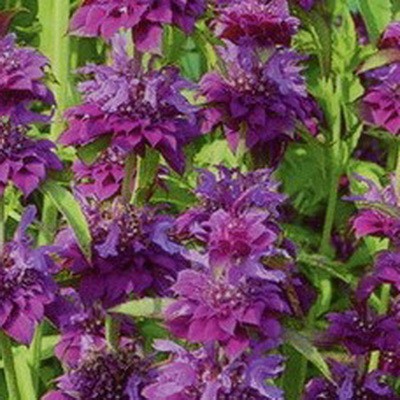 Monarda - най-важното нещо за сортовете растения, които растат от семена, засаждане и грижи в открито поле (Monarda) Monarda - най-важното нещо за сортовете растения, които растат от семена, засаждане и грижи в открито поле