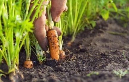 Морковите кацане без изтъняване, озеленяване, технология, снимка, изберете