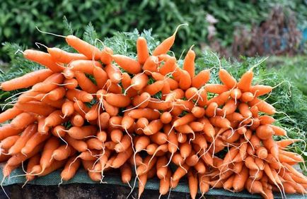 култивиране моркови, засаждане и грижи