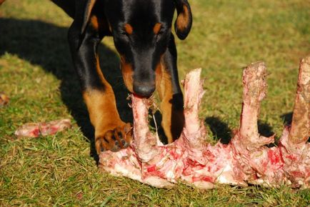 Възможно ли е да се даде на кучетата кост свинско, телешко, пилешко