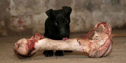 Възможно ли е да се даде на кучетата кост свинско, телешко, пилешко