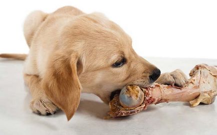 Възможно ли е да кучета от кости са опасни и какво може да се заменят с кост в храненето на кучета