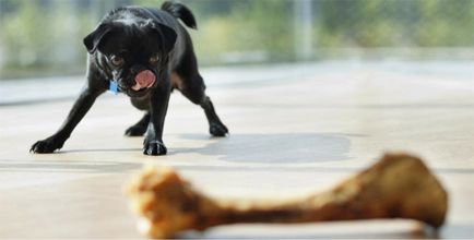 Възможно ли е да кучета от кости са опасни и какво може да се заменят с кост в храненето на кучета
