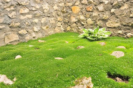 Sagina subulata (ирландски мъх), как да растат и да се грижи (30 снимки)