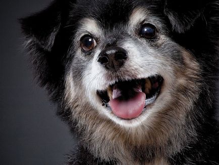 Най-често срещаната болест на стари кучета и техните симптоми