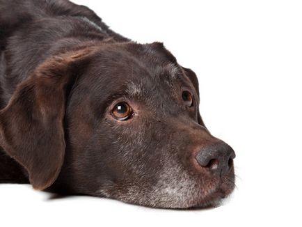 Най-често срещаната болест на стари кучета и техните симптоми
