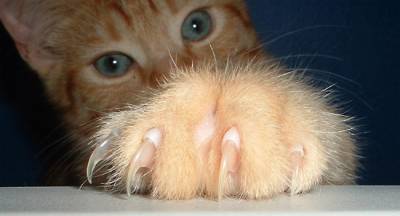 Scuff нокти за котки полза или вреда