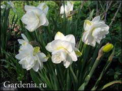 Нарциси засаждане и разсаждане (необходими нарцис луковици) Нарциси засаждане и презасаждане